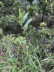 Callicarpa brevipes