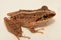 Cachabi Robber Frog photo 4