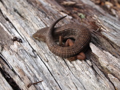 Elgaria multicarinata multicarinata