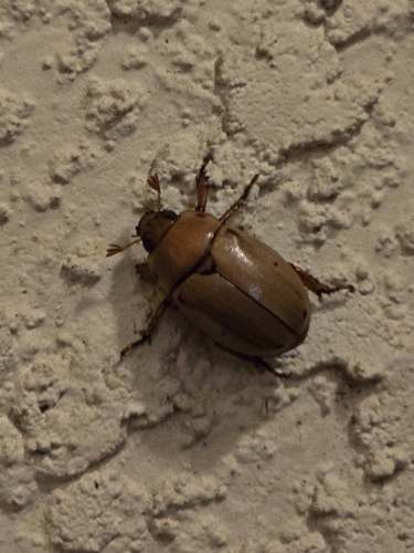 Grapevine Beetle