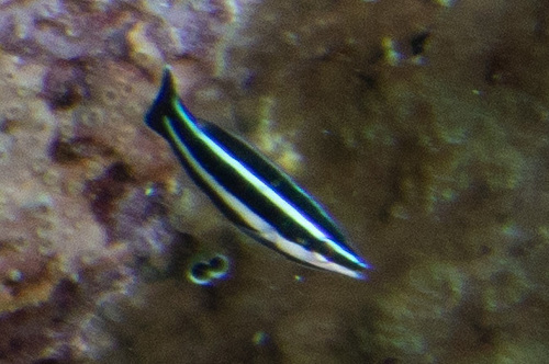 Northern tubelip (Labropsis manabei) — Labridae — 5