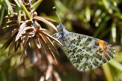 Anthocharis julia julia