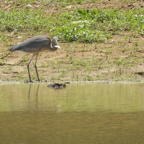 Great Blue Heron photographed in Kentucky