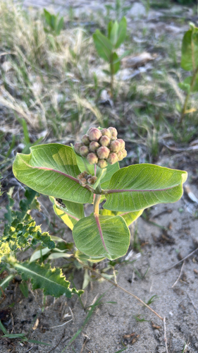 showy milkweed