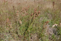 Rumex thyrsiflorus