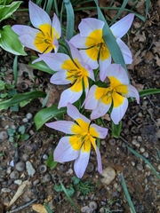 Tulipa saxatilis