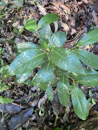 Cryptocarya glaucescens observed 2026-05-29