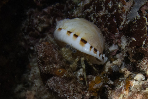 Pagurus hirtimanus observed 2026-05-17
