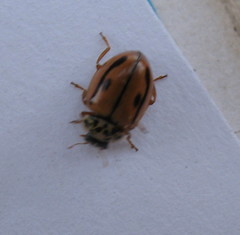Mulsantina hudsonica