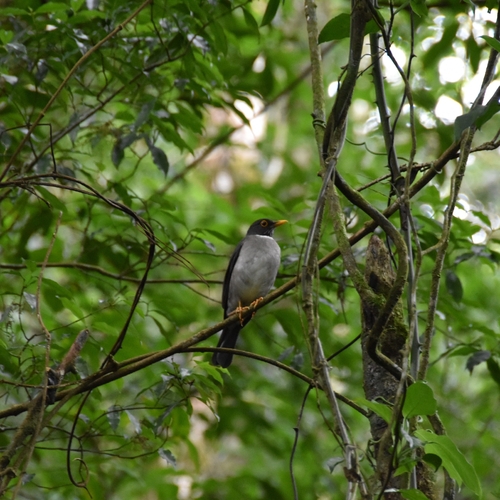 White-throated Thrush (Turdus assimilis), photo 5