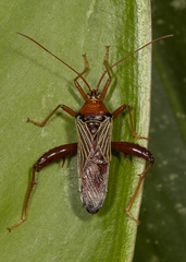 Nematopus quebraderus