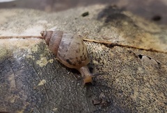 Bulimulus tenuissimus