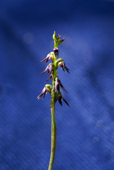Genoplesium despectans