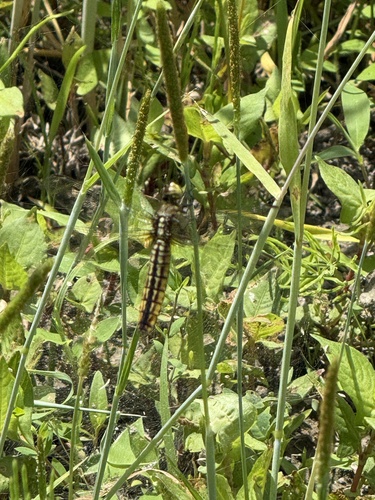 Wide-bellied Skimmer