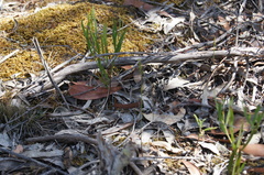 Genoplesium despectans