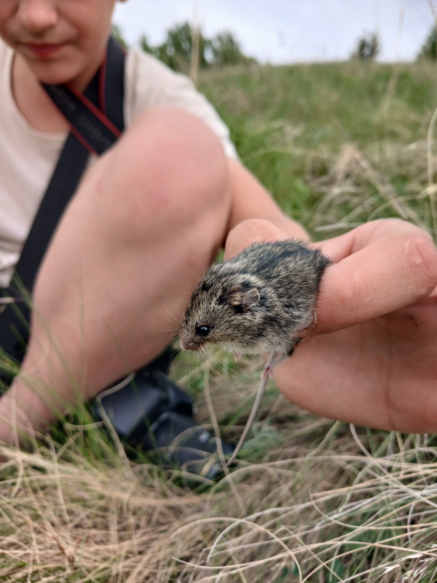 Southern birch mouse