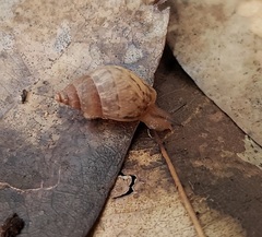 Bulimulus tenuissimus