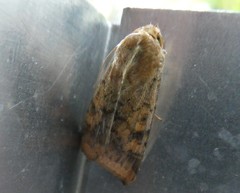 Helicoverpa armigera conferta