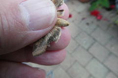 Helicoverpa armigera conferta