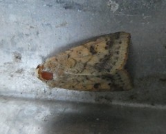 Helicoverpa armigera conferta