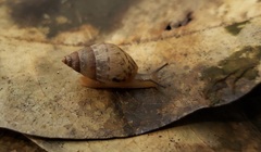 Bulimulus tenuissimus