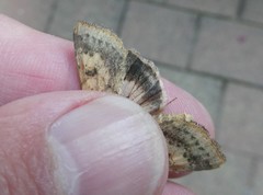 Helicoverpa armigera conferta