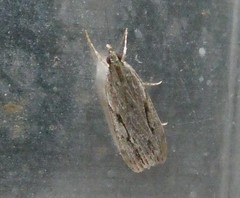Eudonia bisinualis