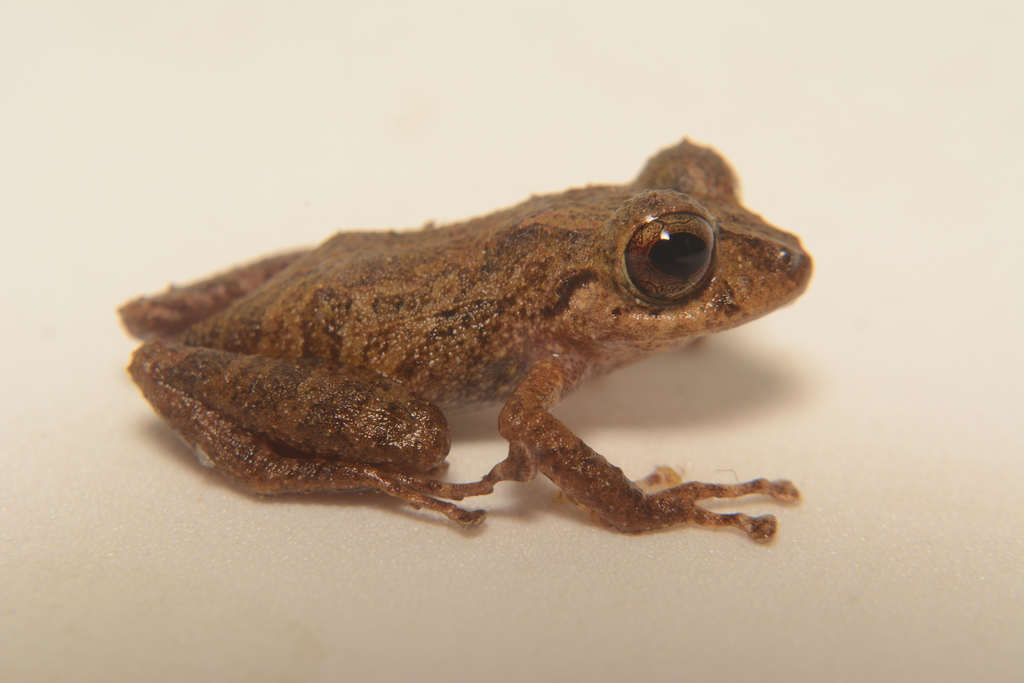 Hampatusami Robber Frog