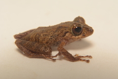 Pristimantis hampatusami