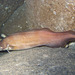 Cusk-Eels - Photo (c) David R, some rights reserved (CC BY-NC), uploaded by David R
