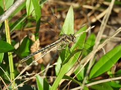 Phanogomphus oklahomensis