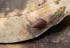 Bulimulus tenuissimus