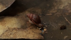 Bulimulus tenuissimus