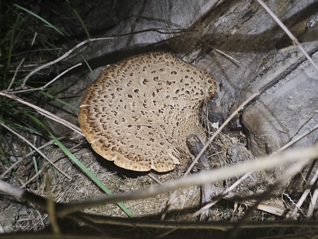 Dryad's Saddle · May 2026 · photo: Photo: (c) Phoenix M.S, some rights reserved (CC BY) · iNaturalist