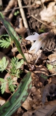 Erythronium albidum