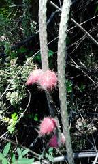 Peniocereus viperinus