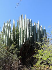 Pachycereus weberi