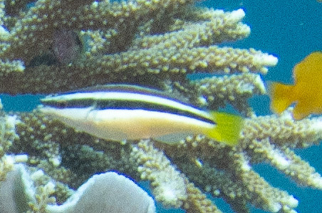 Diproctacanthus xanthurus observed 2026-05-18