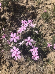 Phlox longifolia