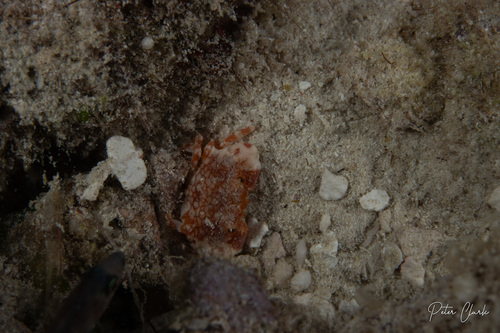 Lophozozymus pulchellus observed 2026-05-18