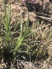 Phlox longifolia