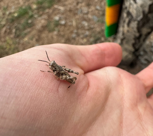 Platte Range Grasshopper