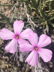 Phlox longifolia