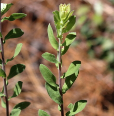 Sericocarpus tortifolius