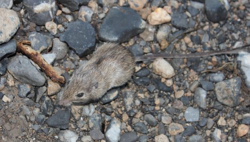 Subespecies Chaetodipus nelsoni canescens · iNaturalist Mexico