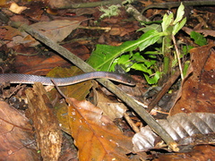Oxyrhopus petolarius