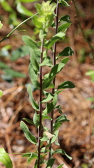 Sericocarpus tortifolius