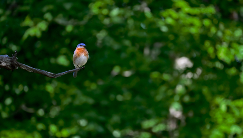 Eastern Bluebird photographed in Illinois