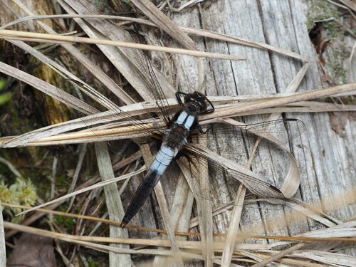 Chalk-fronted Corporal photo 3