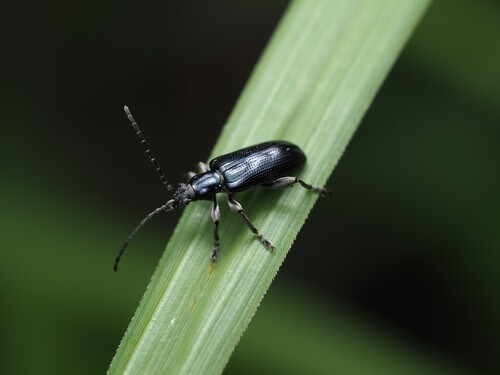 Lustrous reed beetle photo 4